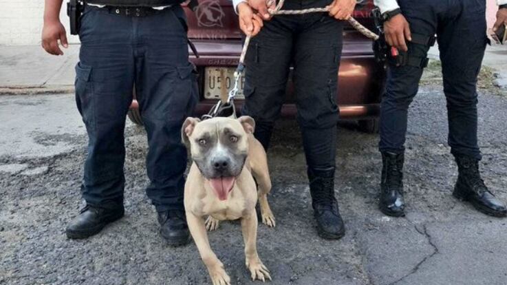 'Akira' espera ser adoptada y poder ser parte de una familia.