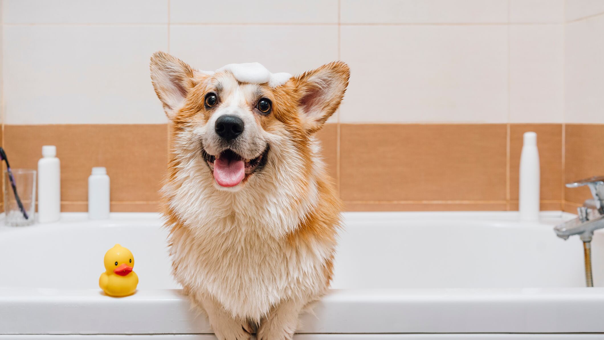 Hábitos de higiene para tu mascota, mascota, petfriendly, Petlovers, perros, perrijos