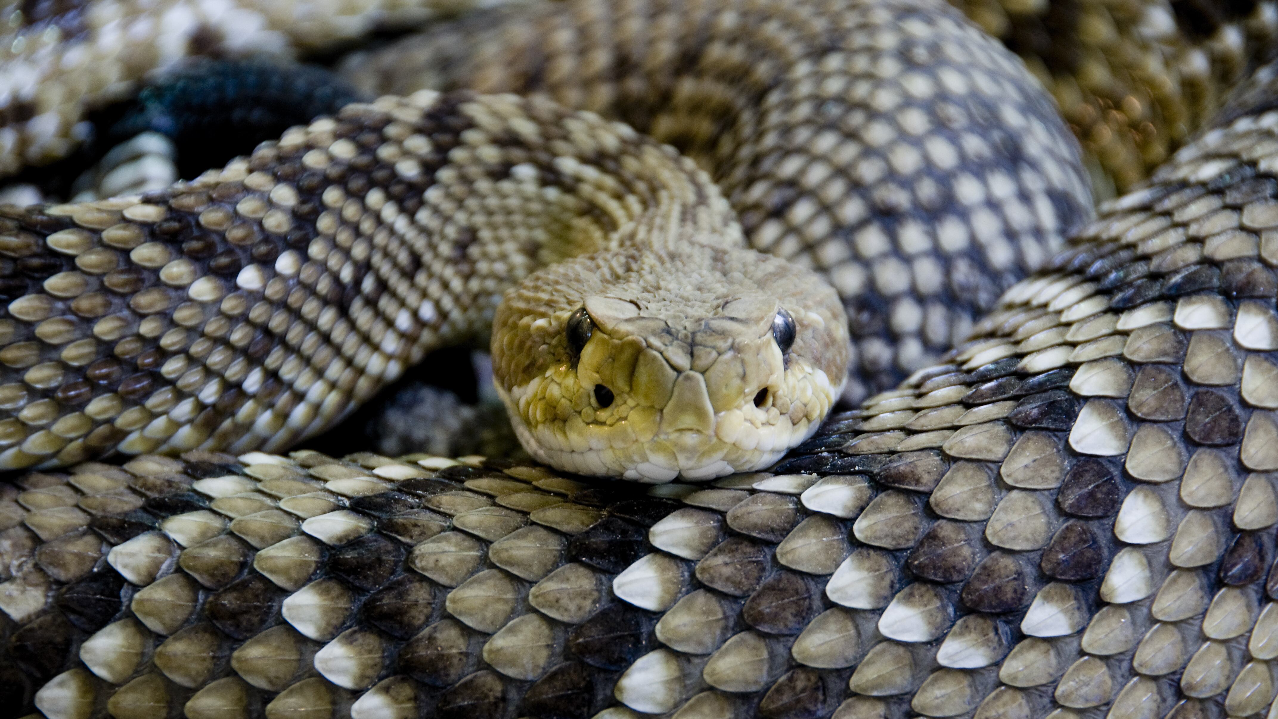 Jamás se debe tocar a la serpiente ni intentar atraparla.