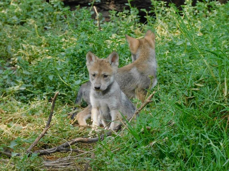 Nacen 4 lobos mexicanos en el Zoológico de San Juan de Aragón de la CDMX