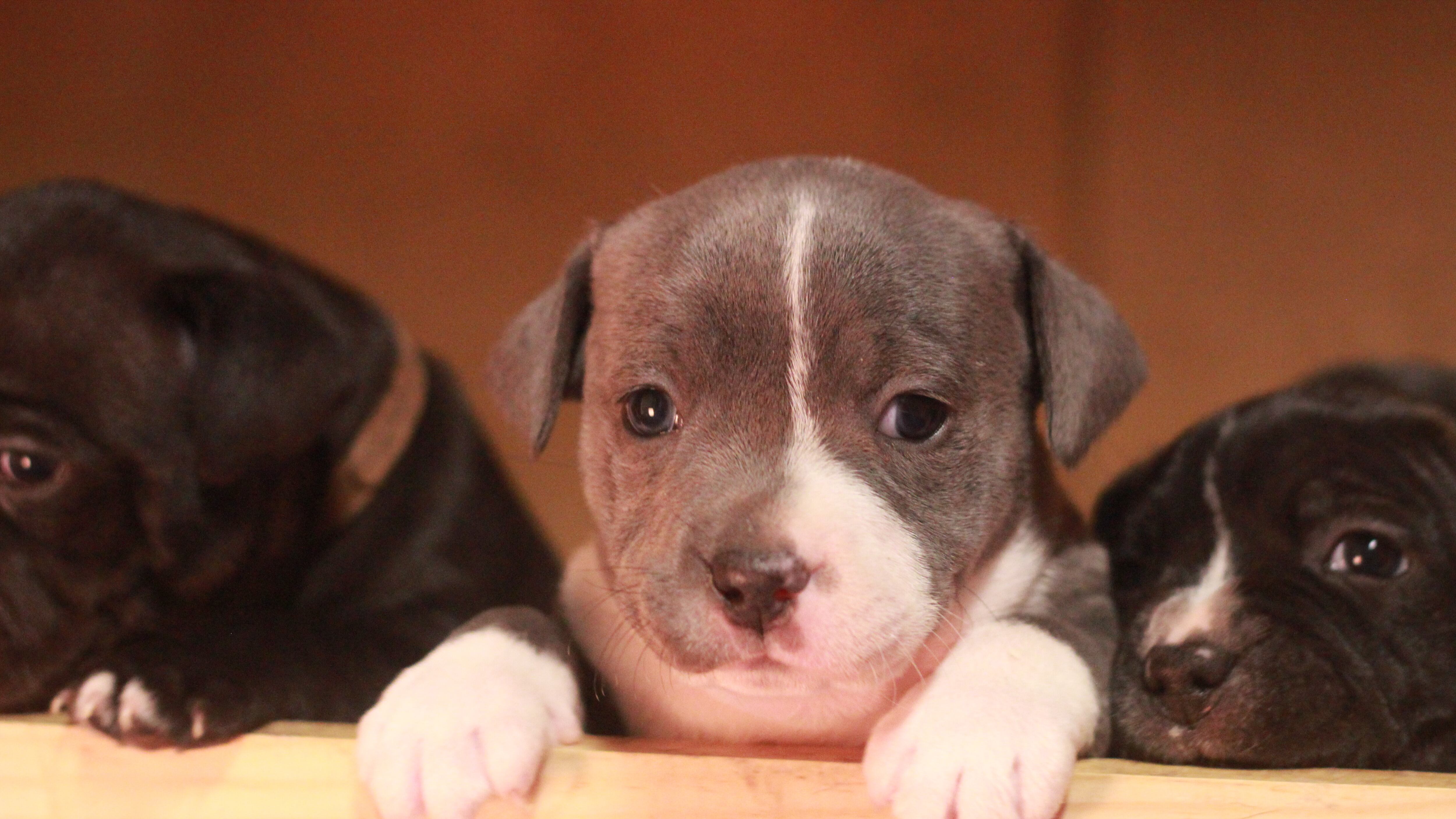 Muchos animales son comprados y después abandonados a su suerte en las calles o carreteras.