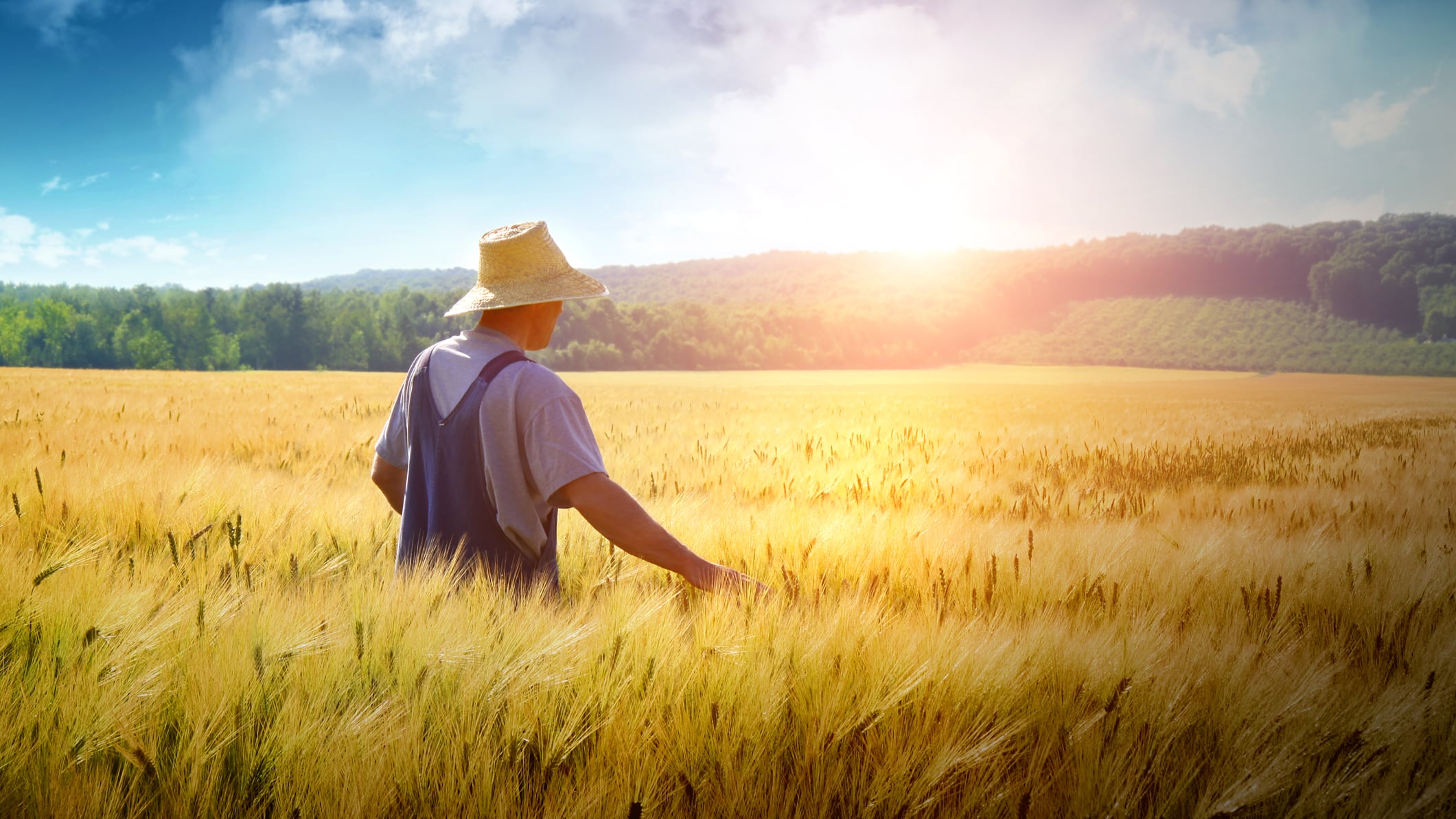 Agricultura Regenerativa