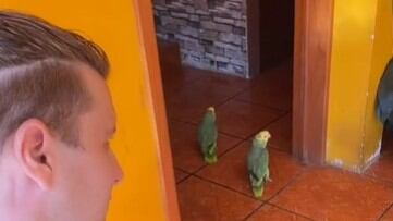 El video de los dos loros cantando 'Corre' de Jessy & Joy se ha convertido en una sensación por la particularidad con la que entonan.