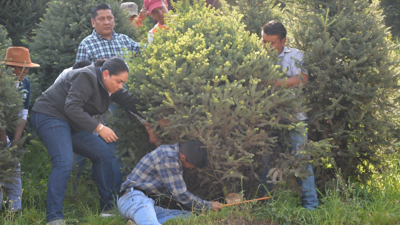 Comienza la venta de árboles de Navidad en Edomex