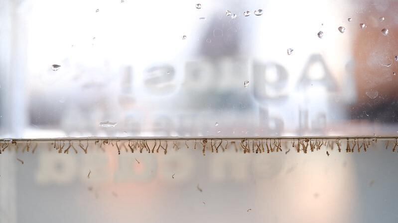 En la Semana Epidemiológica Número 46 de casos de dengue en Jalisco, se mantiene en primer lugar con 1,222 casos, con un total de 17.170 contagios anuales, y 26 defunciones por la enfermedad, ante estos casos el especialista, Ezequiel Magallón Gastelum, profesor investigador del Instituto Regional de investigación de Salud Pública de la Universidad de Guadalajara, explicó que es importante estar al pendiente de las secuelas, después de la enfermedad.