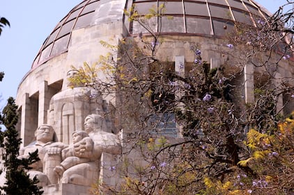 Comienzan a florecer las jacarandas de la Ciudad de México