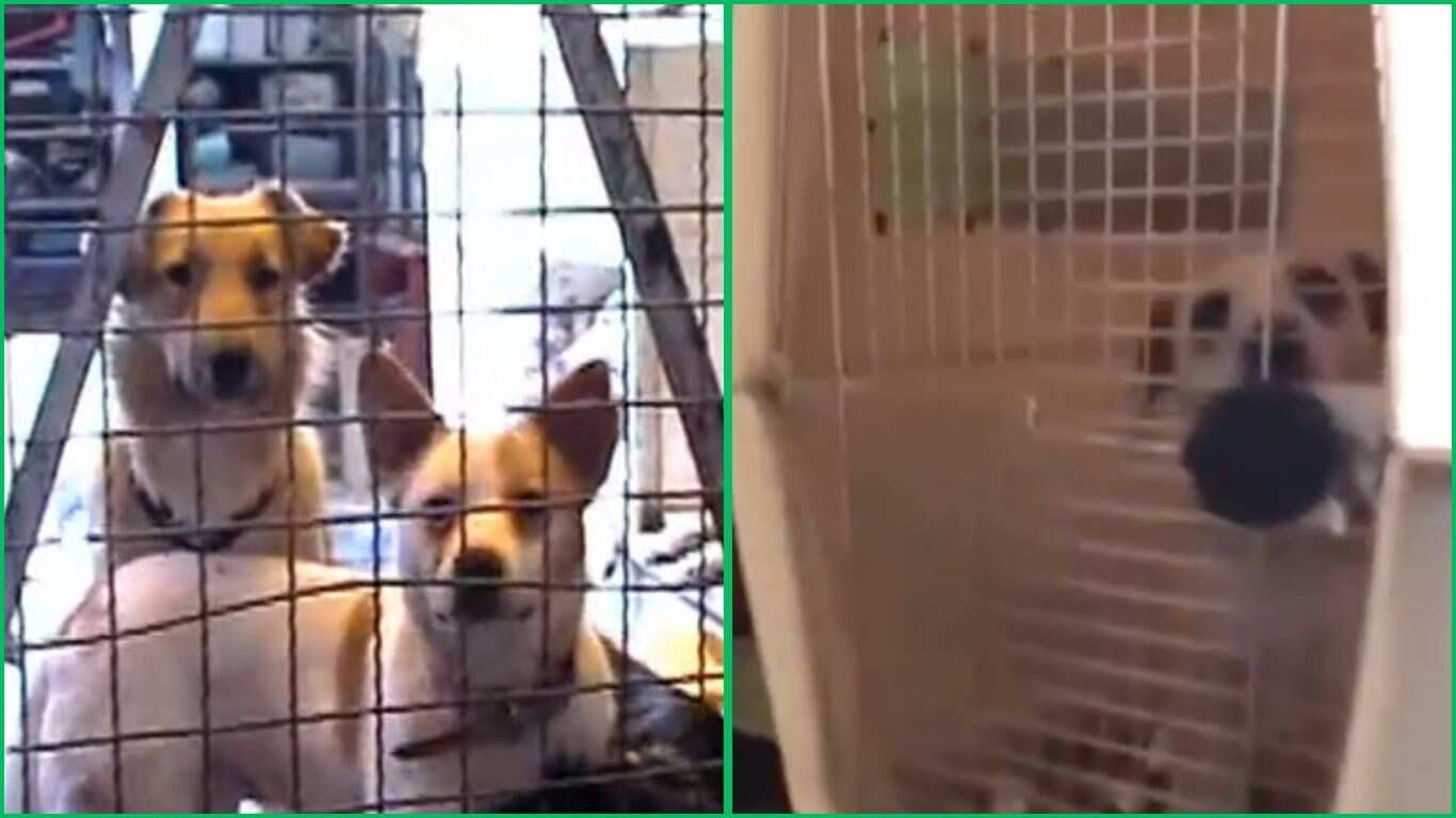 Los animales se encontraban “encerrados” en un albergue en el que aparentemente los maltrataban