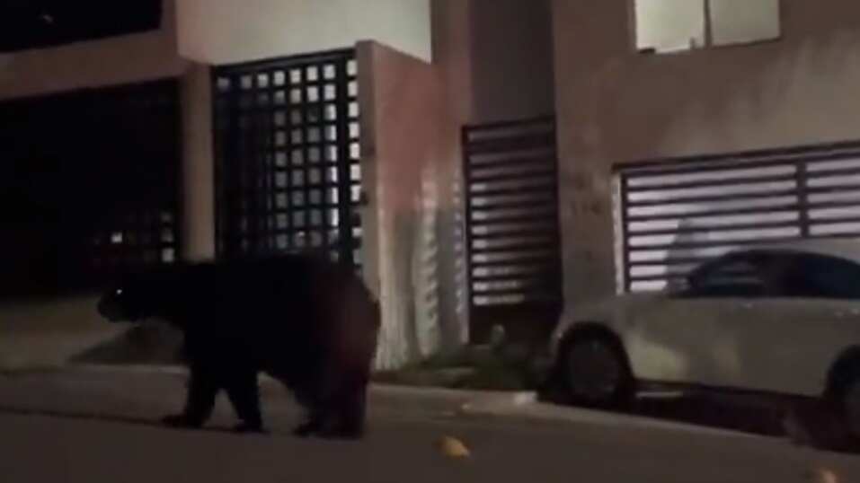 El oso luce tranquilo y en buen estado. No se perturba ante los ladridos de los perros.