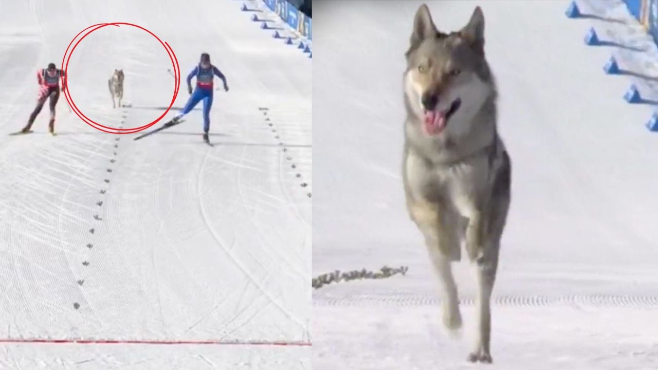 Juegos Olímpicos Invierno