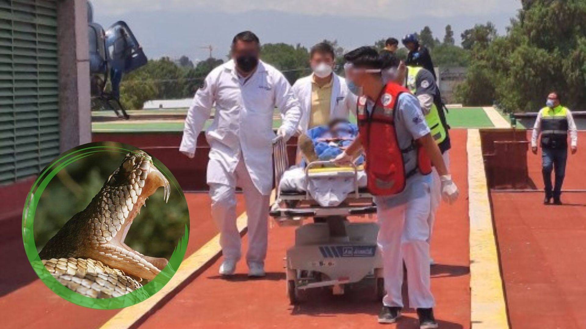 La abuela de la menor relató que su nieta movía su ropa dentro de un ropero cuando sintió una picadura en la mano izquierda.