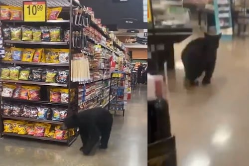 Captan a pequeño oso paseando en el supermercado en Los Ángeles