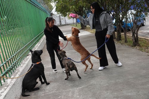 ¿Paseas a tu perro sin correa? Podrías enfrentar hasta 36 horas detenido en CDMX