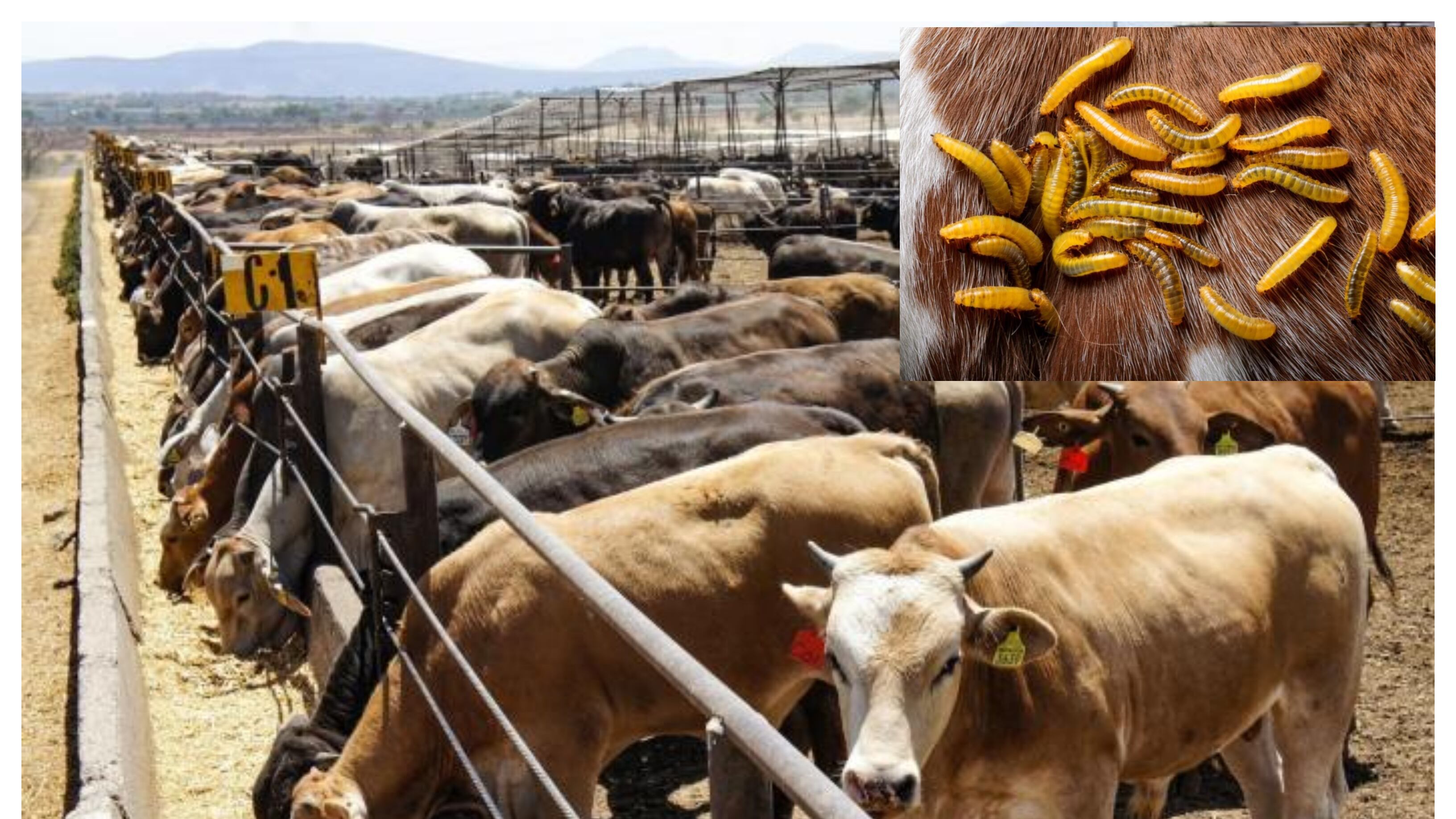 gusano barrenador en ganado