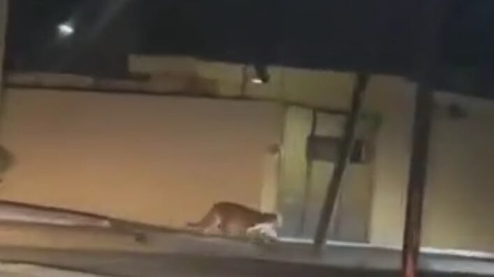 A juzgar por el tamaño se trata de un puma en edad adulta.