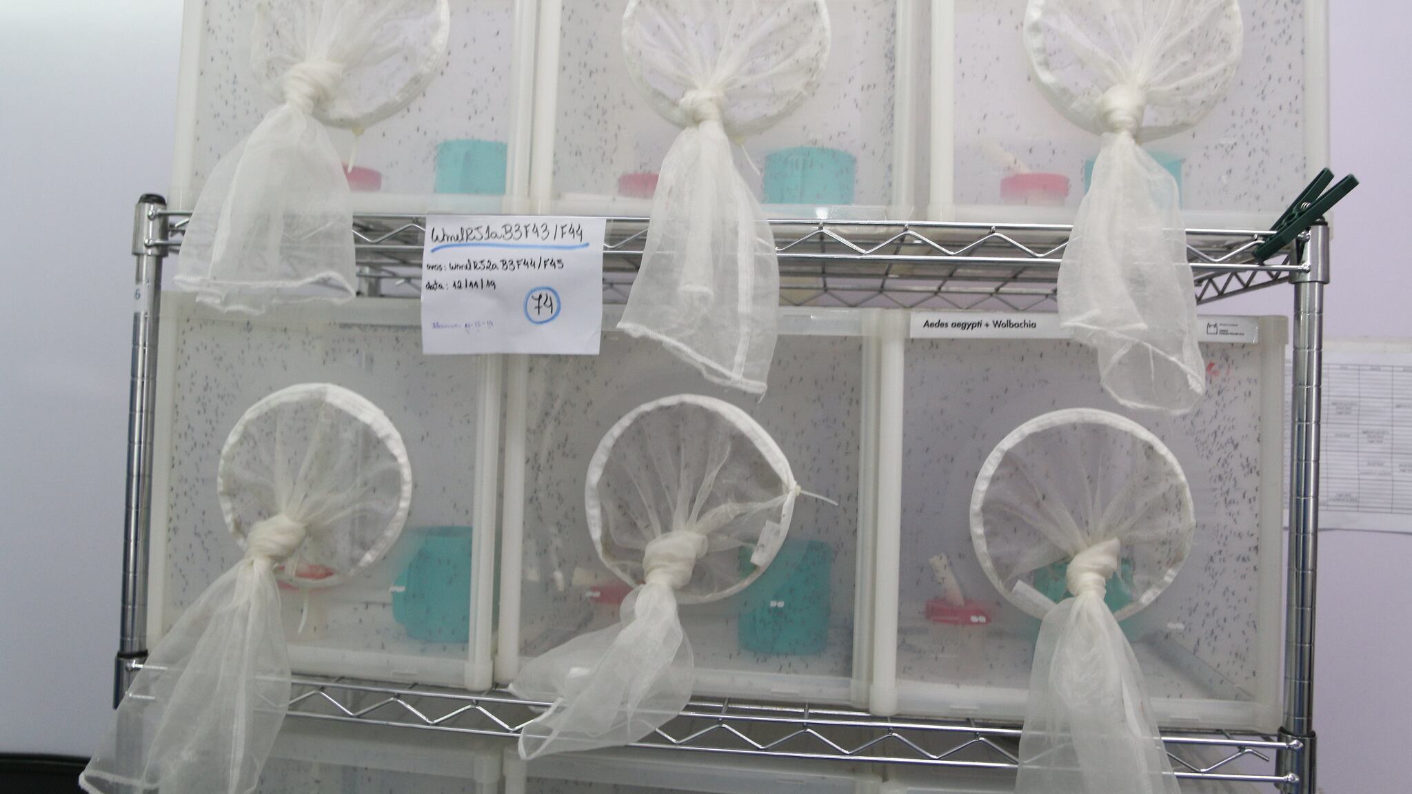 La Secretaría de Salud Jalisco podría estar liberando transmisores modificados genéticamente en el mes de mayo para prevenir el incremento de casos de dengue. FLICKR/ Ministério da Saúde