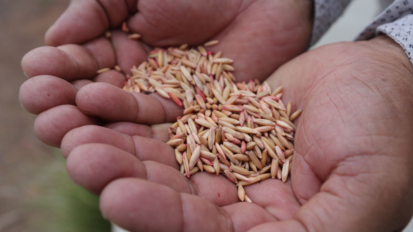 Sedea prepara un programa de concurrencia en el campo.