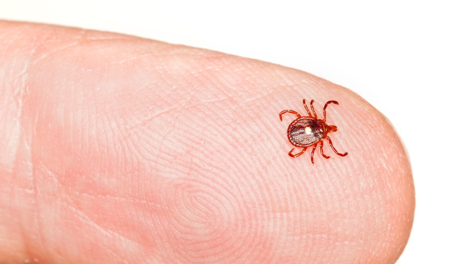 La Secretaría de Salud exhortó a la ciudadanía a ectodesparasitar a sus mascotas para evitar la presencia de garrapatas.