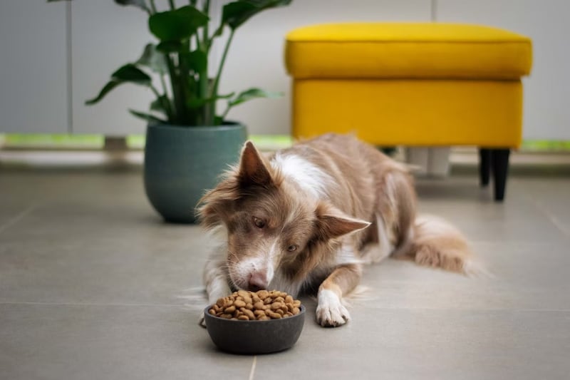 Lo mejor es que los perros se alimenten con comida especial para ellos