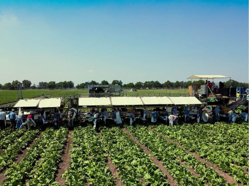 Trabajadores agrícolas realizan labores de cosecha en un campo que forma parte de la cadena de proveeduría de ingredientes para McDonald’s México.