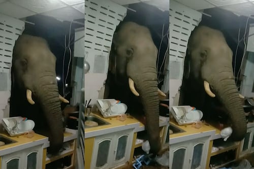 Enorme elefante rompe la pared de una cocina para robar arroz