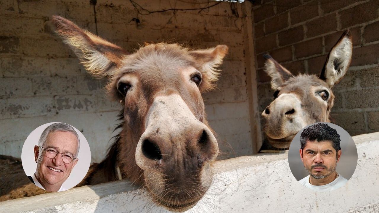 En las últimas horas ha causado indignación el robo de tres burros en un refugio en el Estado de México.