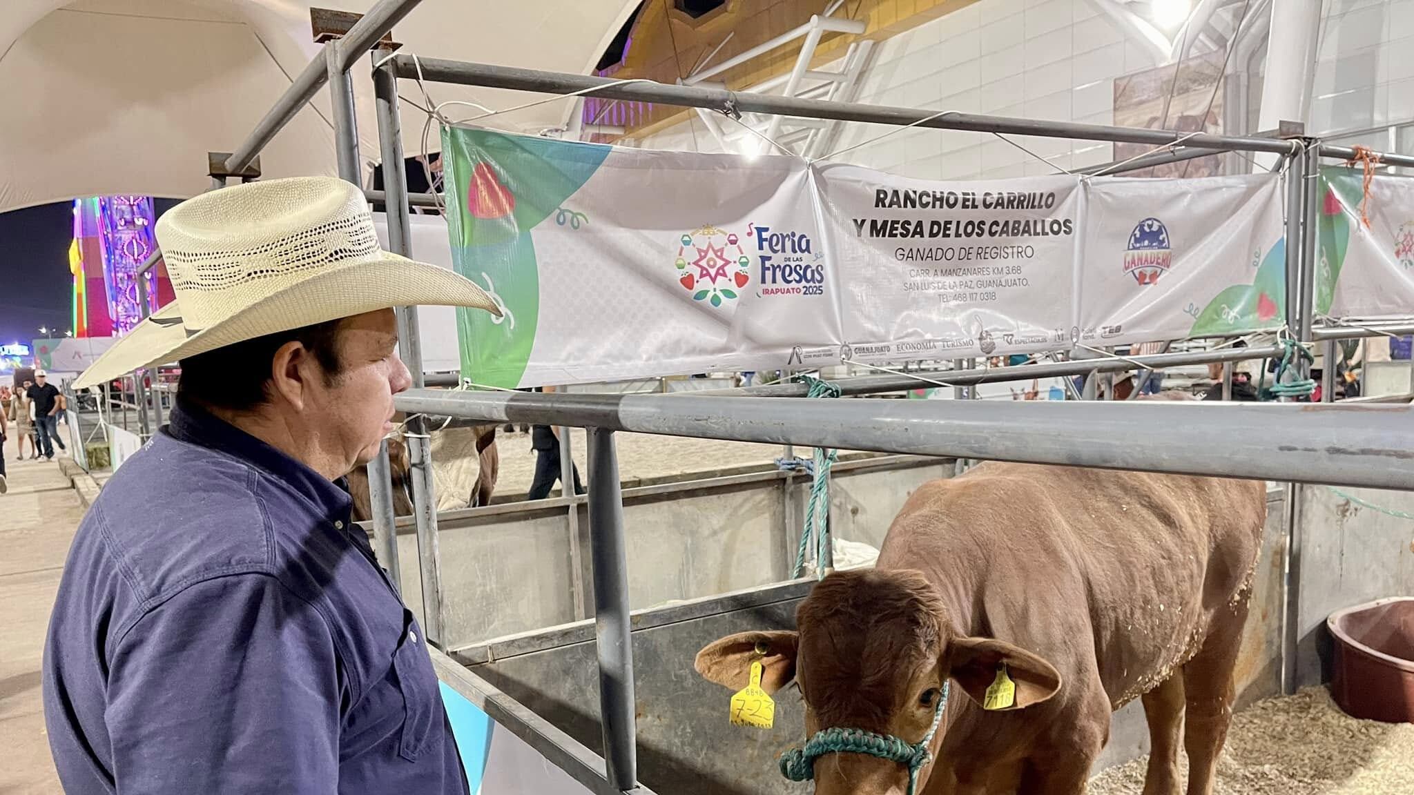 El gusano barrenador representa una amenaza para la ganadería de Guanajuato, por lo que el Congreso local trabaja en medidas preventivas para proteger el sector.