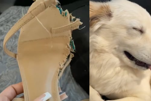 Para no ser regañada perrita finge estar dormida y se vuelve viral