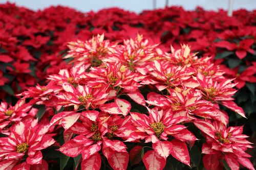 Nochebuenas que ‘conquistan’ a mexicanos llevan hasta siete meses de cuidados