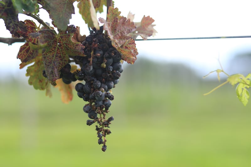 Vinos Meseta del Cielo