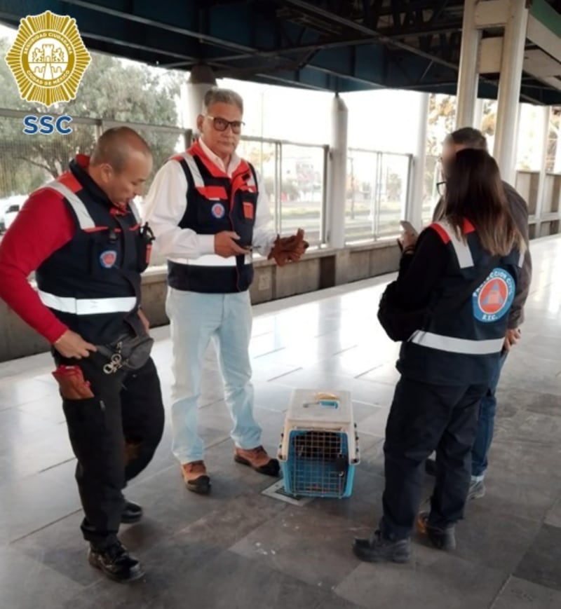 Tlacuache viaja en la Línea B del Metro