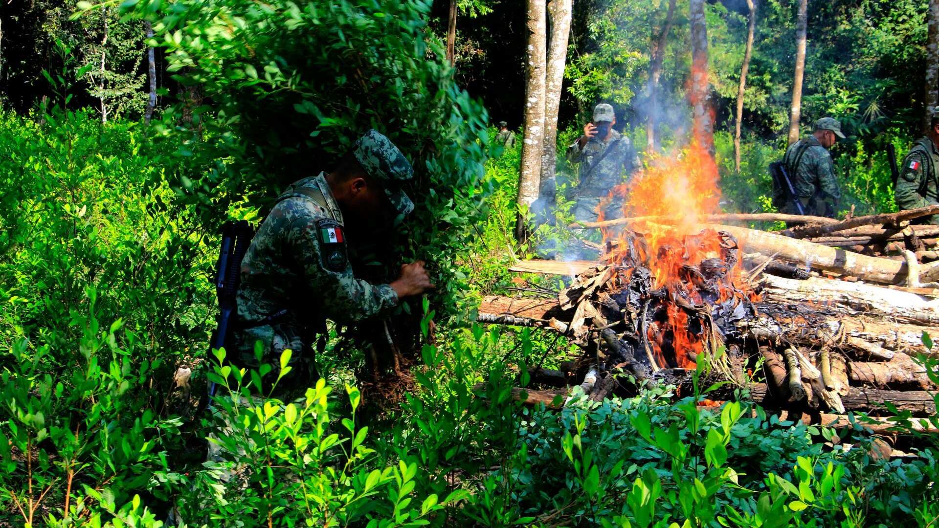 Fue destruida una hectárea de plantío de coca, el Ejército señaló que este año se han destruido más de 70 en Guerrero.