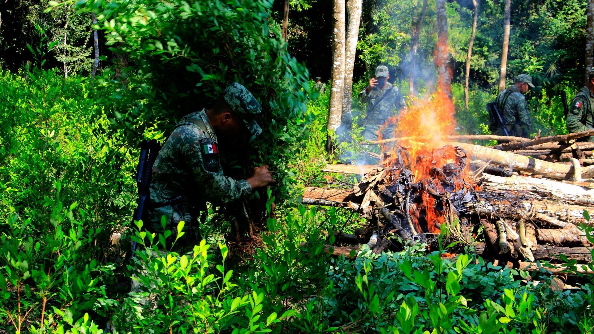 Fue destruida una hectárea de plantío de coca, el Ejército señaló que este año se han destruido más de 70 en Guerrero.