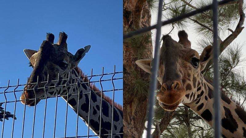 Africam Safari no quiere dejar a Benito en el frío