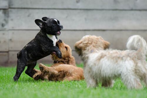 ¿Por qué es crucial vacunar a los cachorros contra el parvovirus y el moquillo?