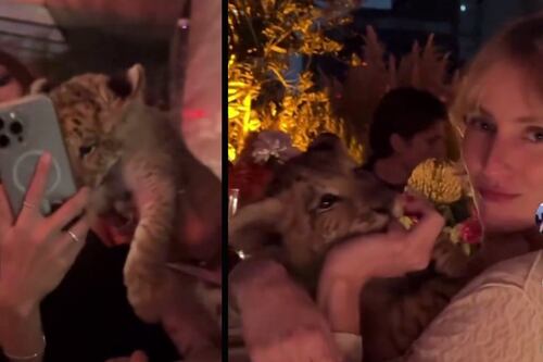 Graban a un león cachorro en plena fiesta privada de famoso DJ en Polanco