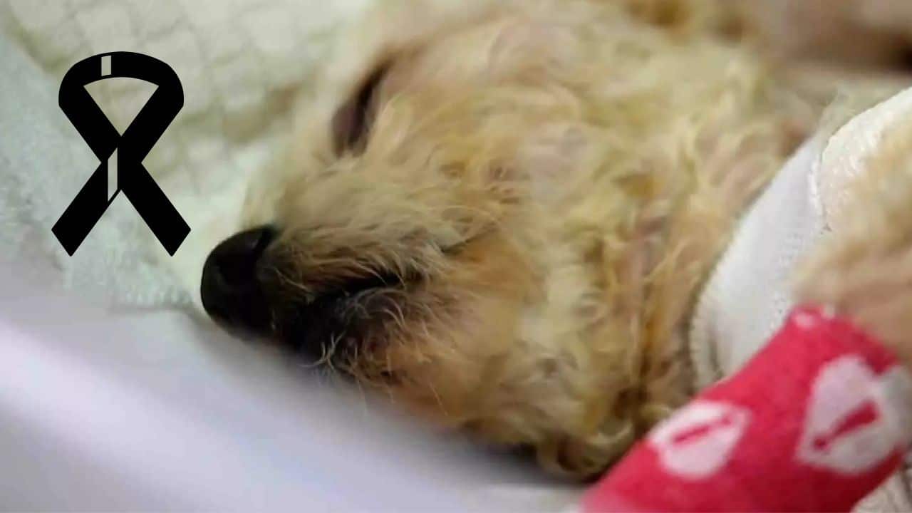 3 de los 5 cachorros que tuvo la perrita rescatada de la explosión, fallecieron.