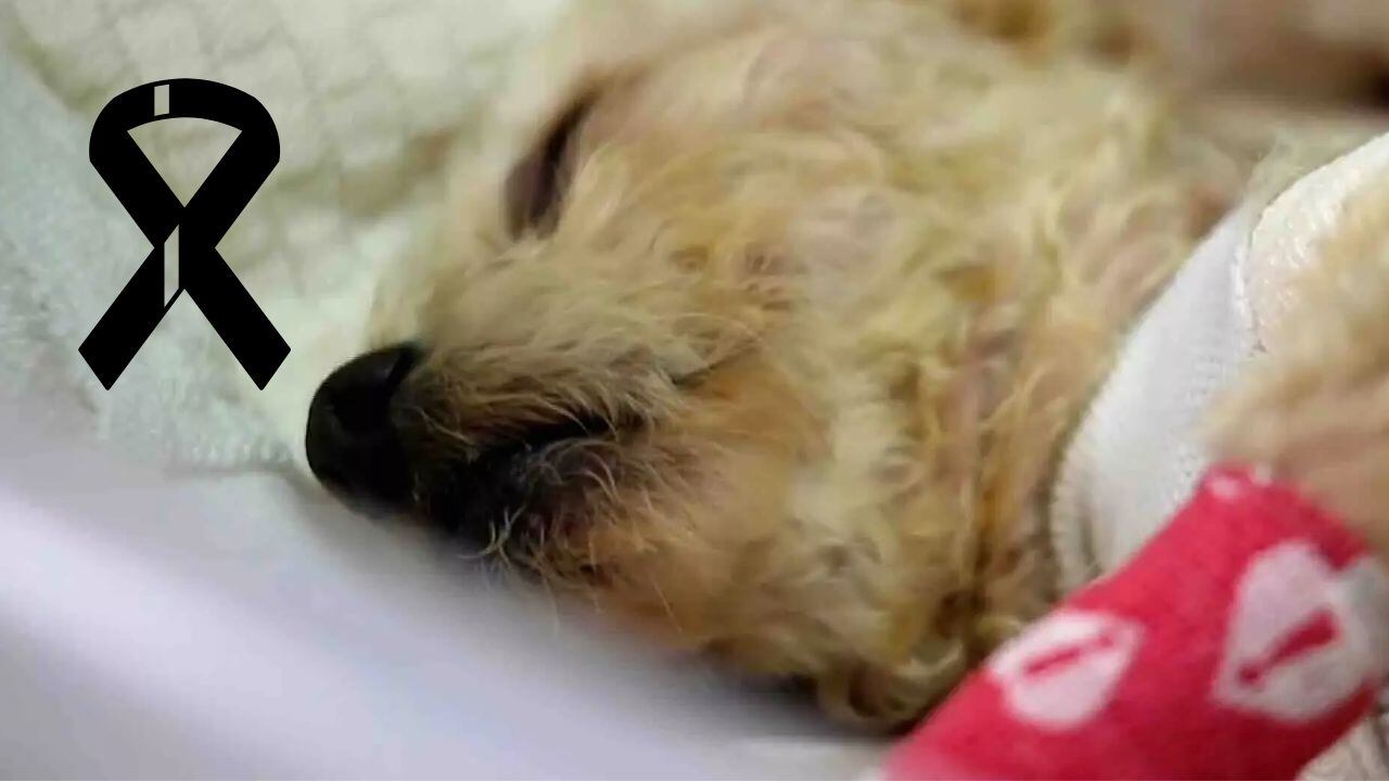 3 de los 5 cachorros que tuvo la perrita rescatada de la explosión, fallecieron.