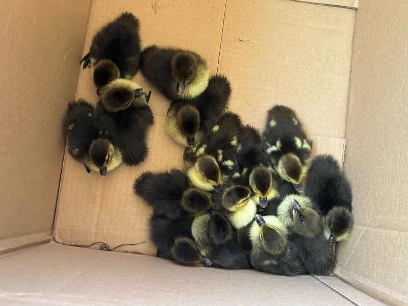 Los patitos están sanos y salvos.