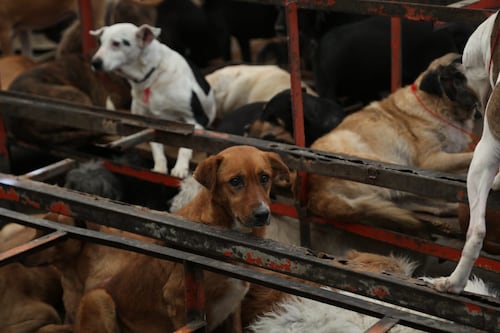 Refugio Franciscano acusa “montaje cruel” y desaparición de más de 300 animales