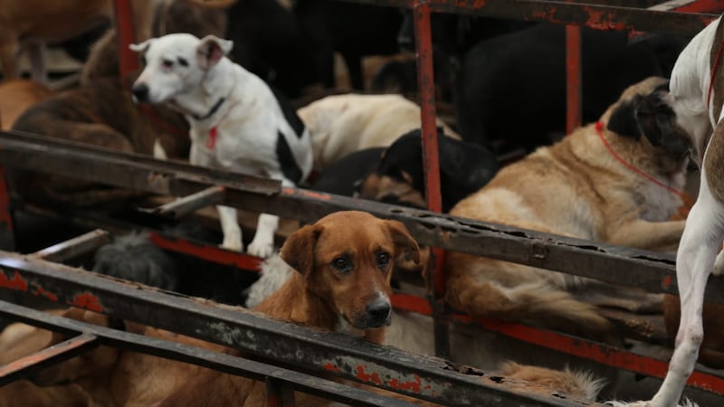 Refugio Franciscano acusa “montaje cruel” y desaparición de más de 300 animales