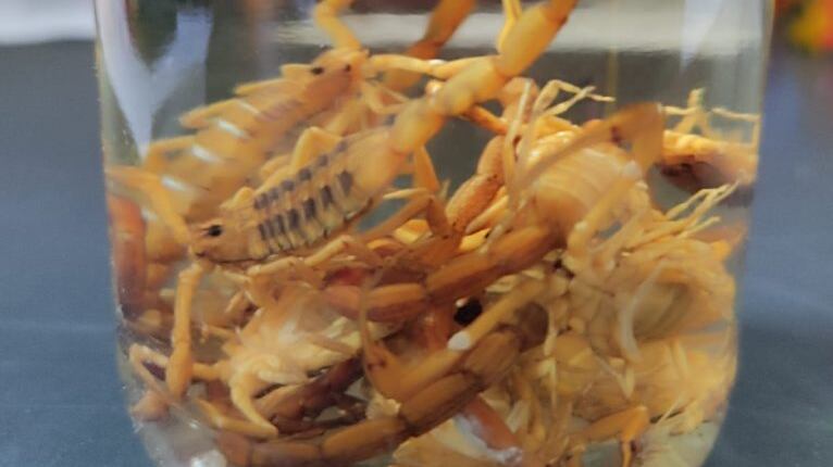 Alertan por presencia de alacranes en temporada de calor.