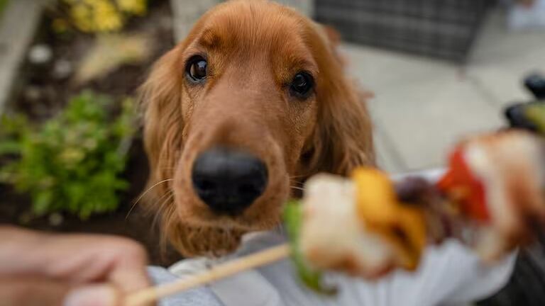 Estos son los alimentos que las mascotas no pueden comer en Fiestas Patrias (ni en otras ocasiones)