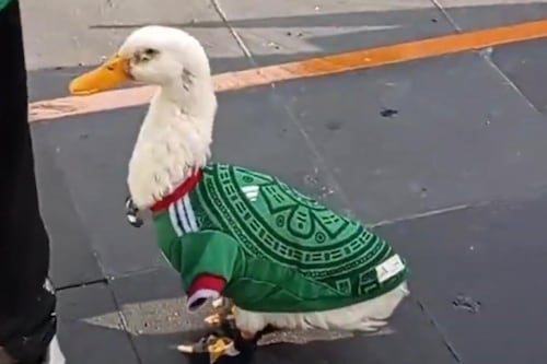 ¡Fan número 1 del Tri! El pato Merlín se convierte en amuleto de México en el Mundial 2026