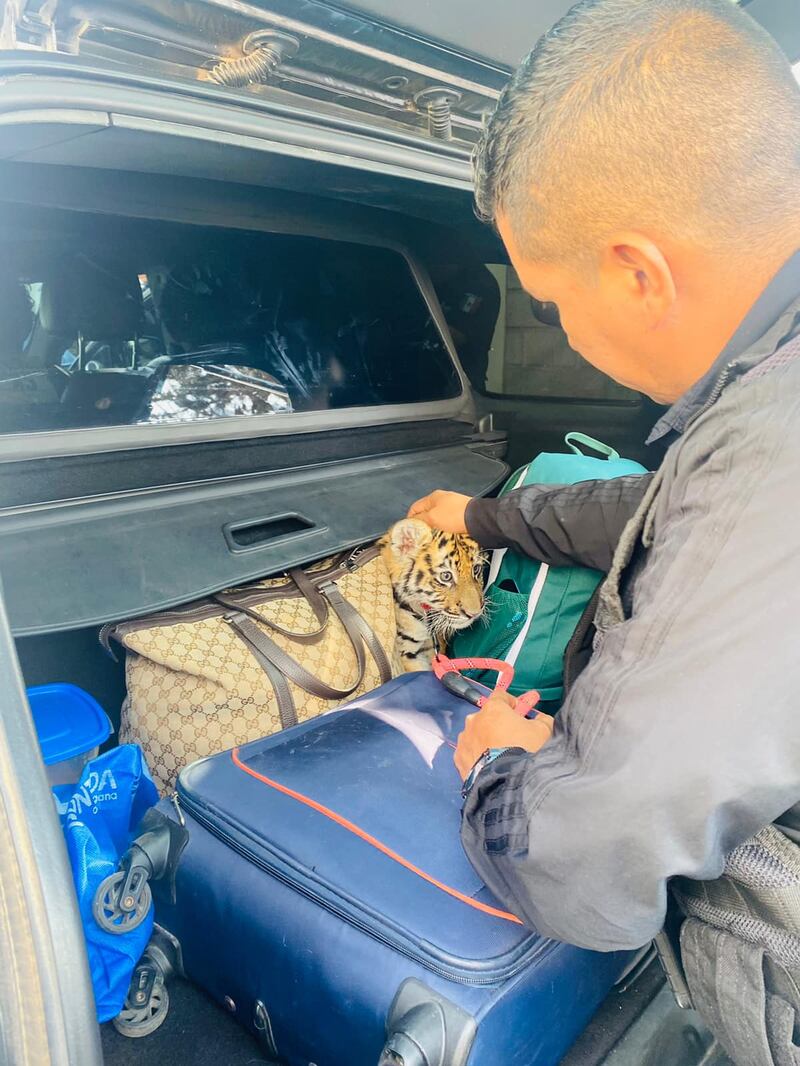 Tigre rescatado en El Marqués, Queretaro