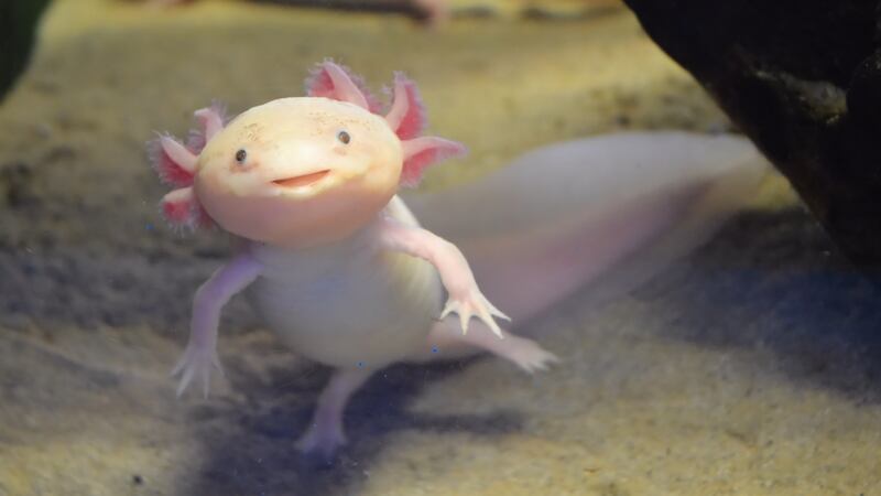 Visitar ajolotes en CDMX Dónde Ir