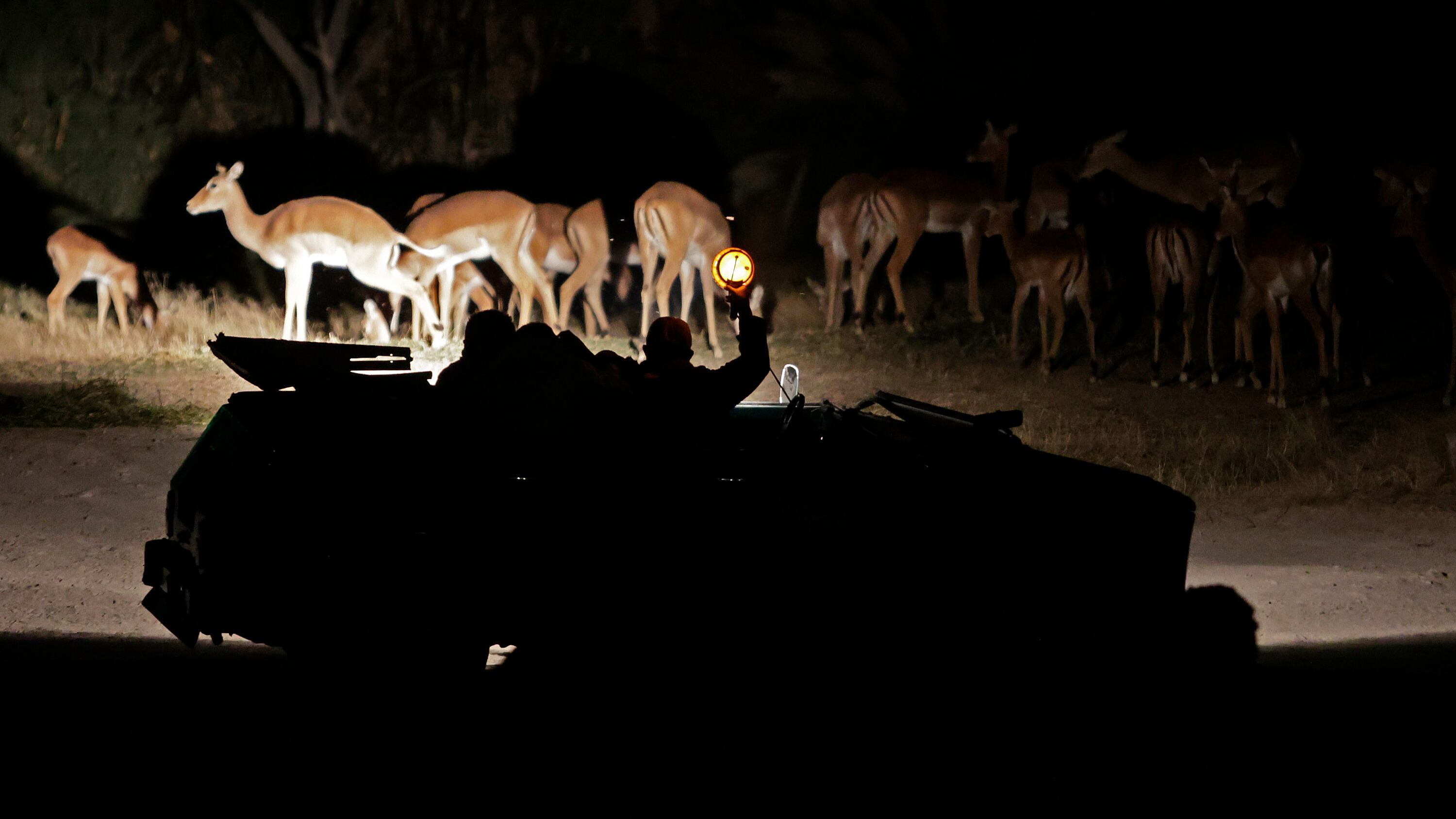 Vida salvaje nocturna