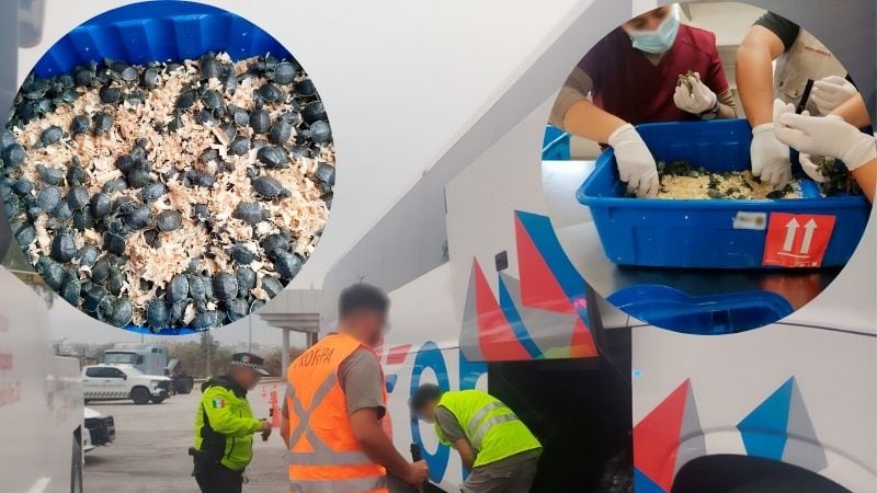 Rescate de 320 tortugas pavo real en la autopista México-Puebla