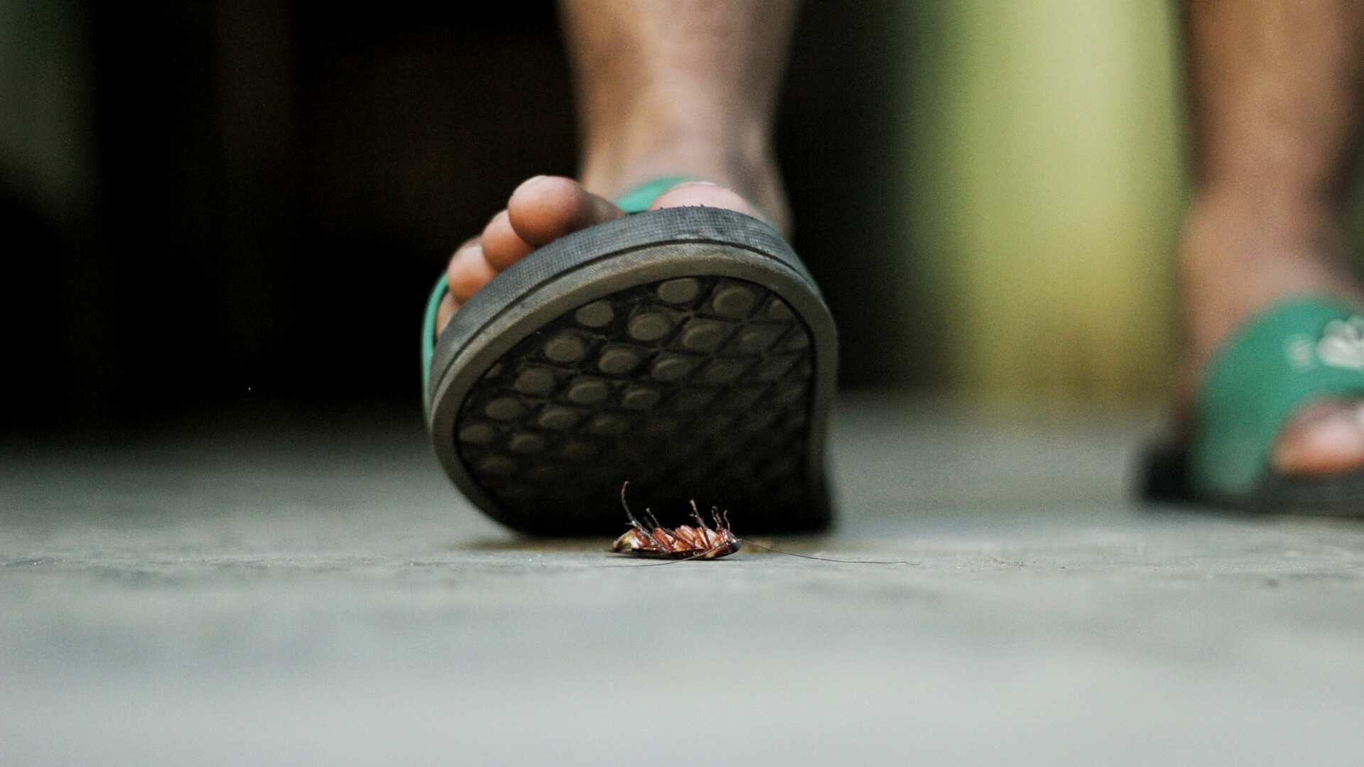 Soñar con cucarachas