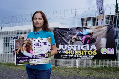 Sentencia histórica impulsa la creación de la “Ley Huesitos” contra el maltrato animal