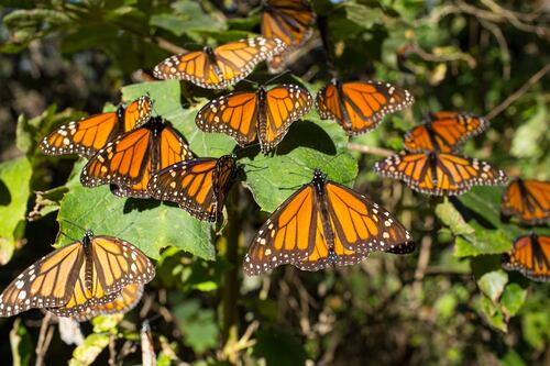Estudiarán WWF y UNAM implicación de la mariposa monarca en polinización de plantas